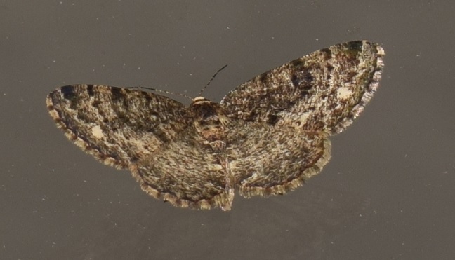 Parectropis similaria (Geometridae)? - S